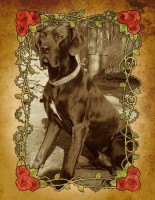 /album/fotogalerie-fremde-zuchtruden/aaron-der-brautigam-jpg1/